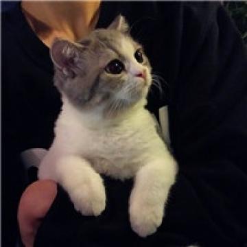 可爱猫咪背景头像_萌猫咪的漂亮人生