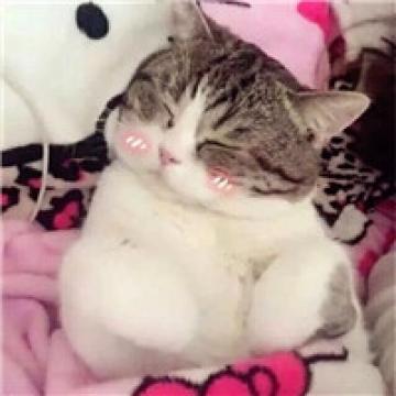 可爱简单猫咪微信头像_小猫咪真的很萌
