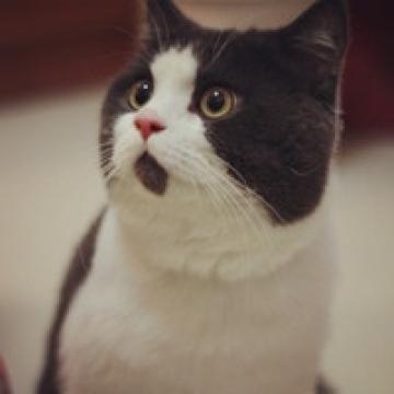 好看的萌猫咪