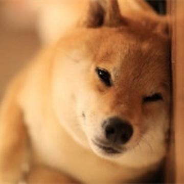 呆萌的柴犬君