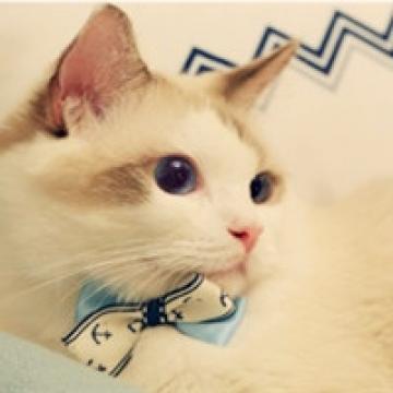 每个猫咪都是可爱的
