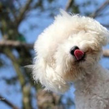 小萌萌贵宾犬