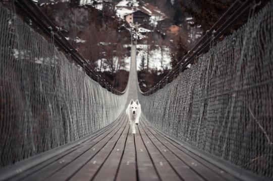奔跑的狗狗