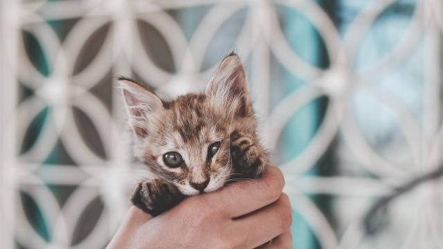 可爱的小猫