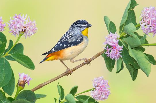 豹彩虹鸟