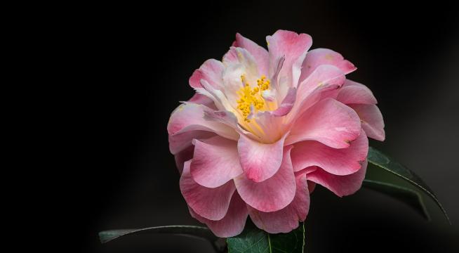 湘中盛开山茶花