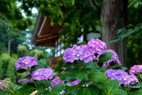 绣球花是一种抱团的美