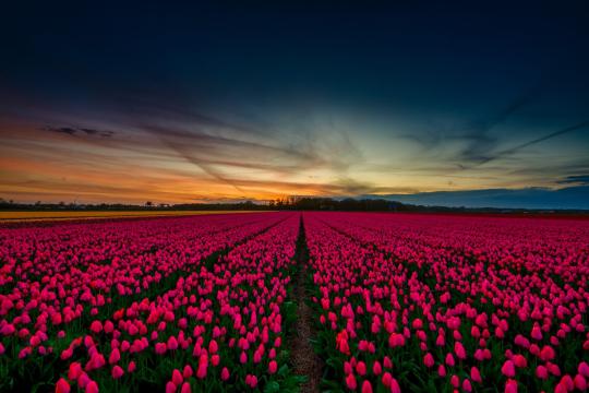 郁金香花海
