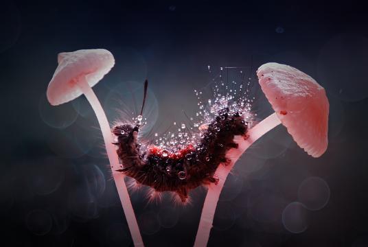 微观下的毛毛虫