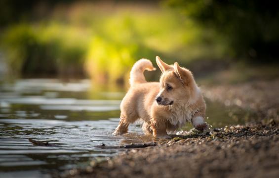 威尔士柯基犬