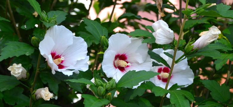 芙蓉花开