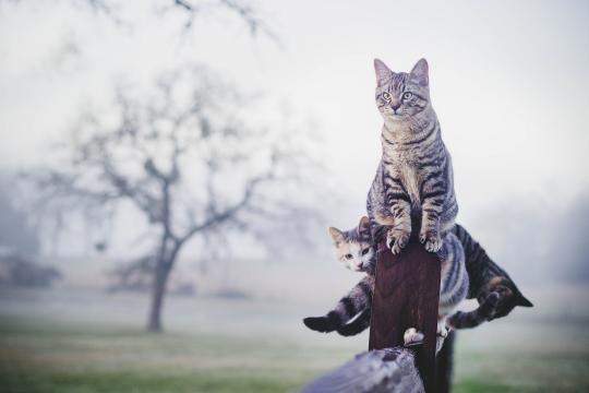 三只搞怪可爱猫咪