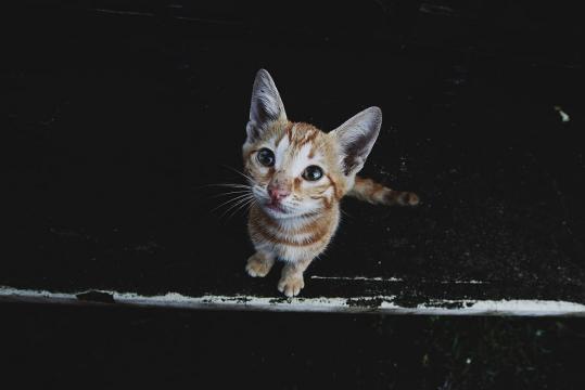聪明伶俐棕色虎斑猫