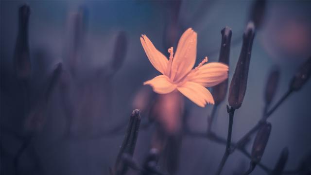 一枝独秀