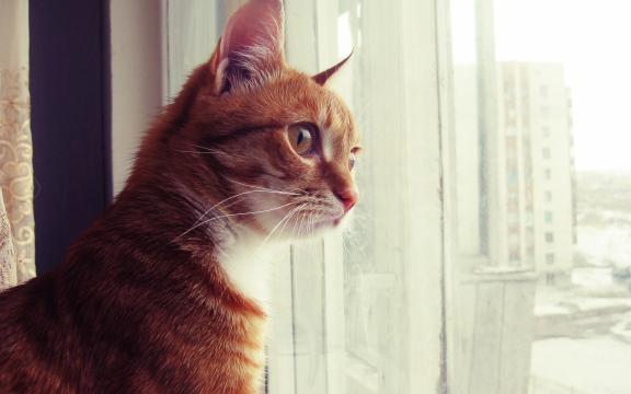 望着窗外的可爱猫咪