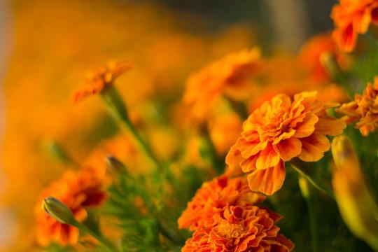 万寿菊花开正艳