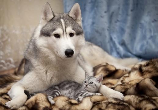 哈士奇与猫友爱日常