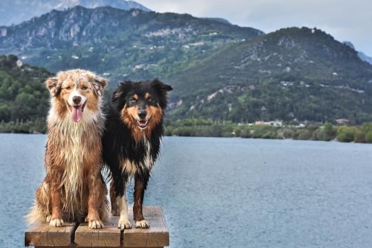 澳大利亚牧羊犬