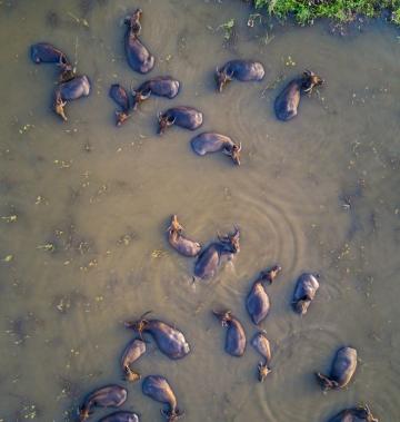 水牛下水沐浴