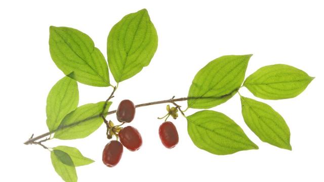 重阳节红色茱萸