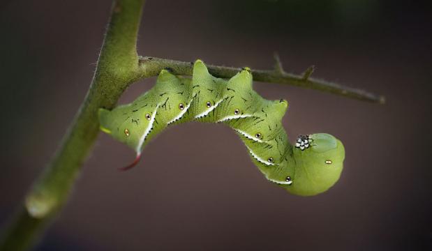虫虫艺术照