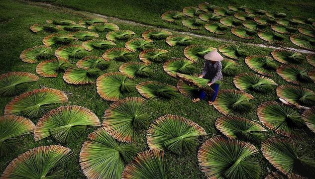 莎草团