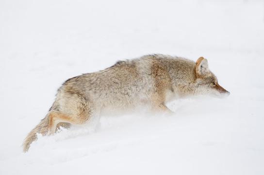 雪影猎手