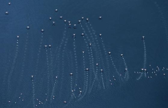 湖上飞鸟