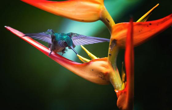 花蜜早餐