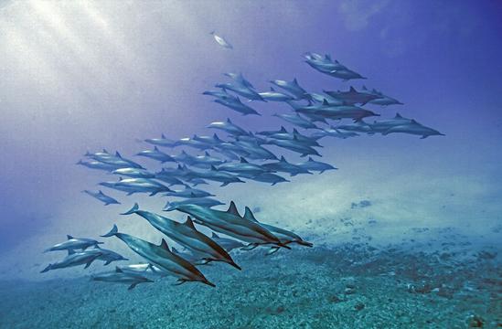 海豚画报