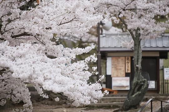 如雪樱花