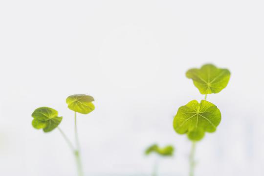 旱金莲发芽