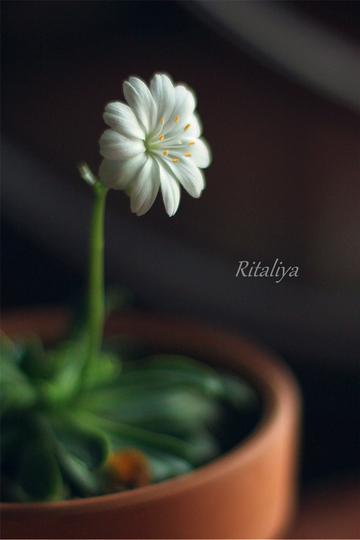 淡雅露薇花