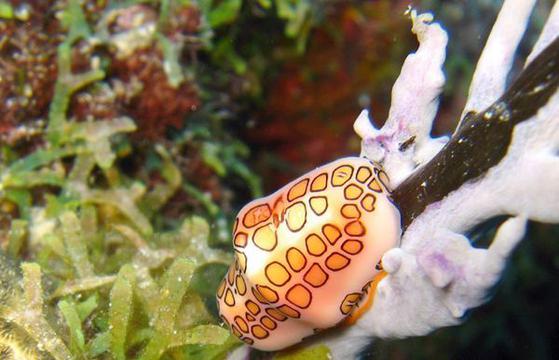 火烈鸟舌蜗牛