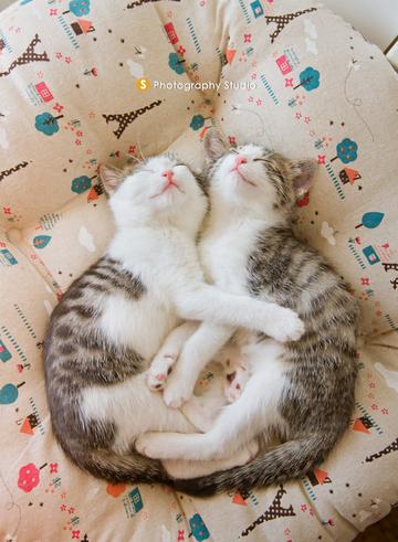 相亲相爱两萌猫