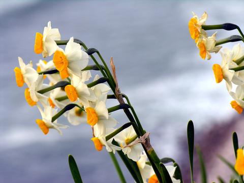 玉玲珑