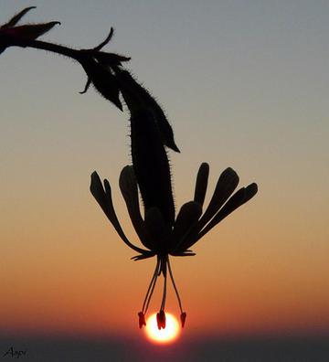 花的剪影