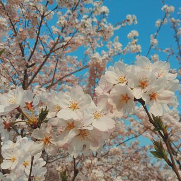 上方山的樱花