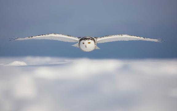 空中飞翔