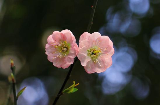 心心相依的梅花