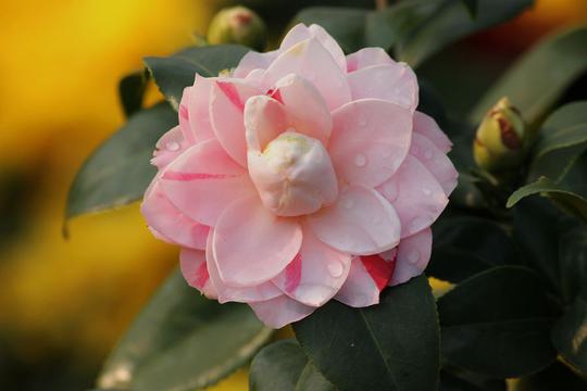 淡雅茶花