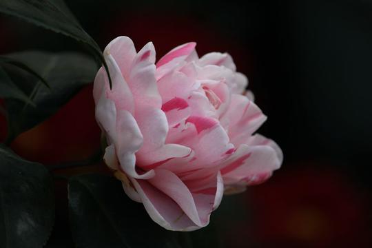 好看的茶花