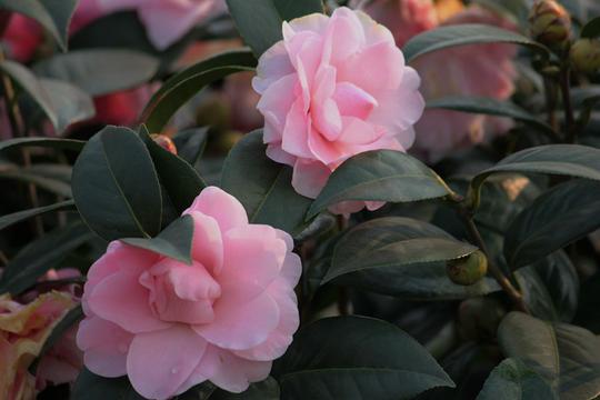 粉嫩茶花