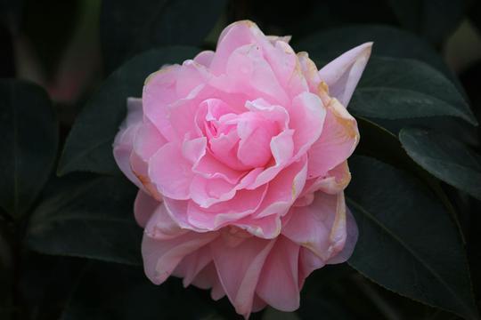 茶花美