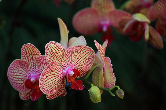 美丽的兰花