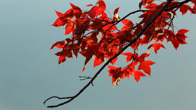 树梢红叶