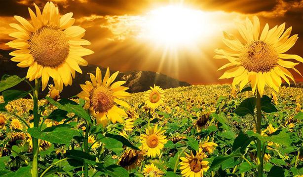 太阳花