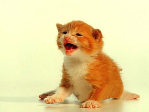 高兴的小猫