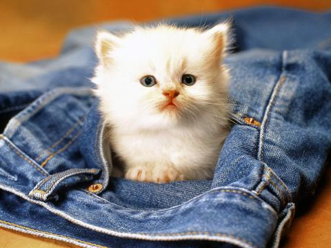 口袋猫