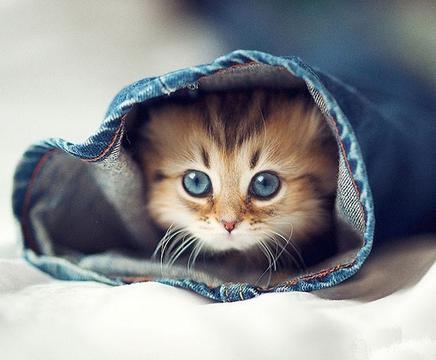 裤管里的小猫